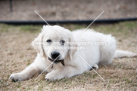 Golden retriever puppy lying down outside, chewing on stick.