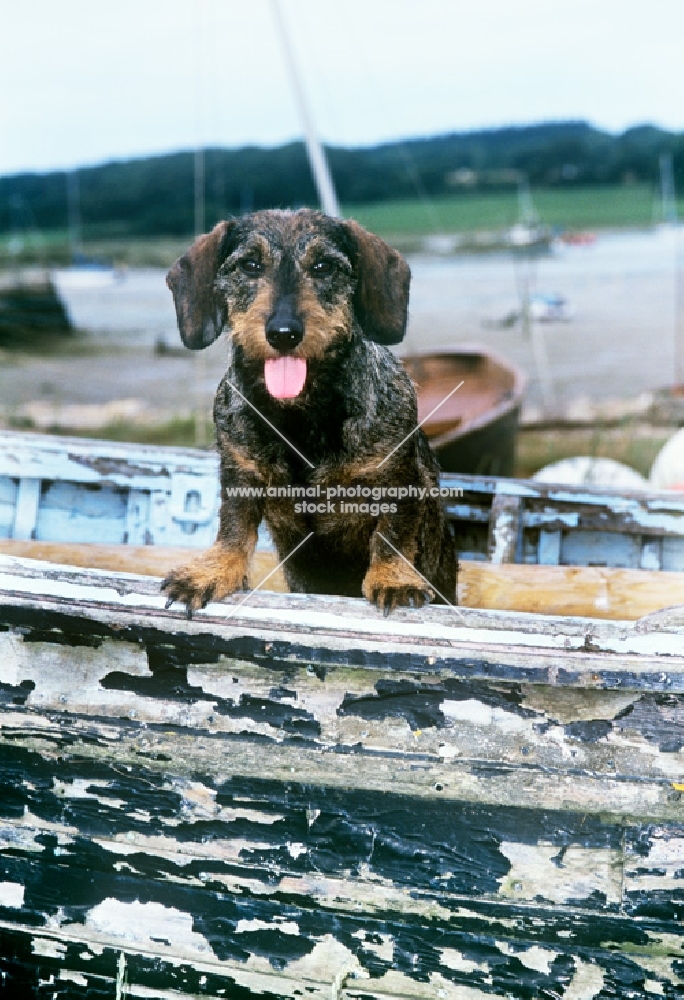 bonavoir max, wirehaired dachshund standing up in a boat
