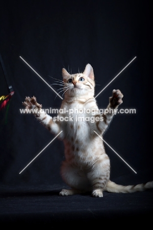 snow bengal kitten playing, studio shot on black background, front legs in air