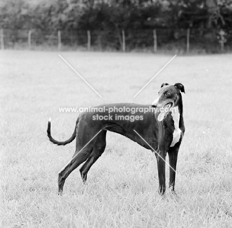 show greyhound standing in a field
