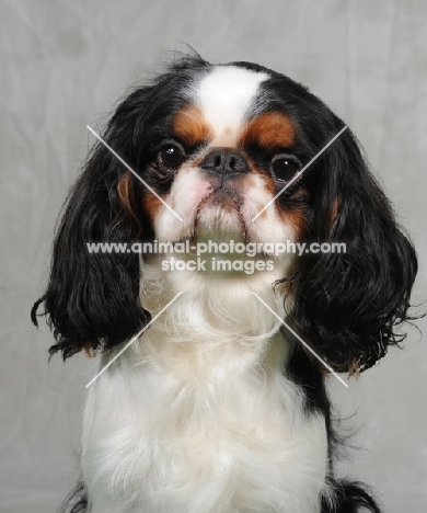 King Charles Spaniel portrait