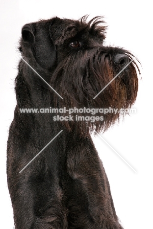 black Schnauzer portrait