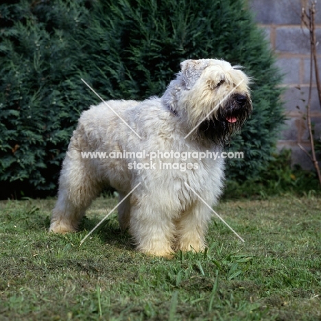 Bovier des flandres on grass