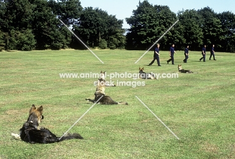 german shepherd dogs in  training for police work, stay