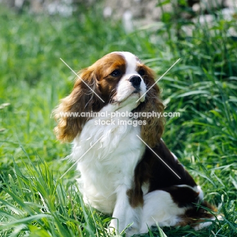 champion cavalier king charles spaniel in grass