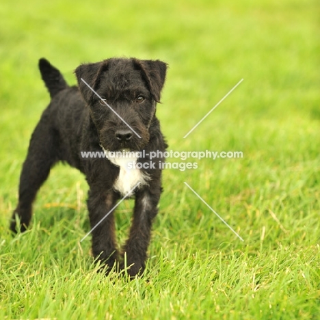 young Patterdale Terrier