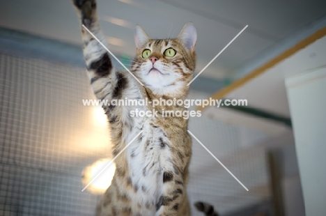 female Bengal cat playing