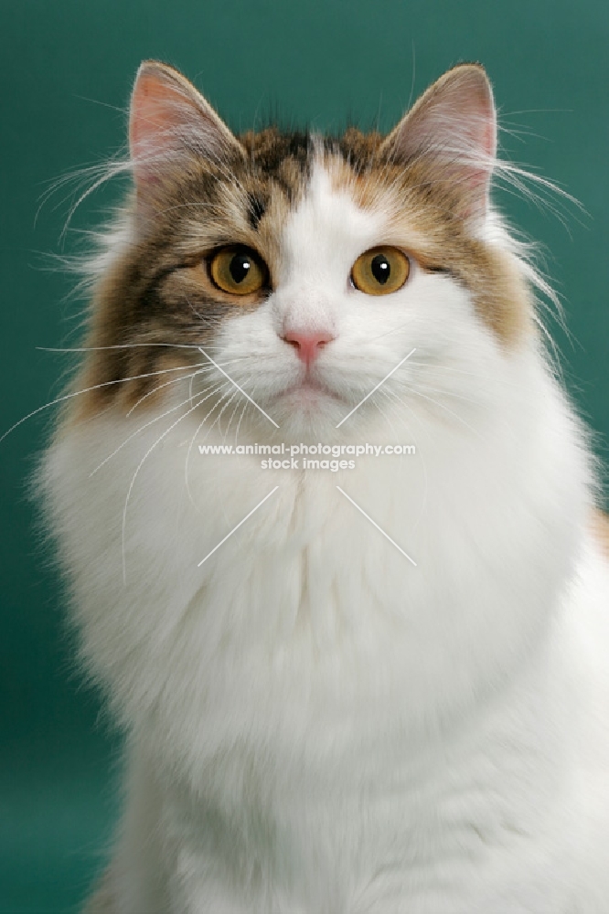 Siberian on green background, Brown Mackerel Torbie & White, portrait