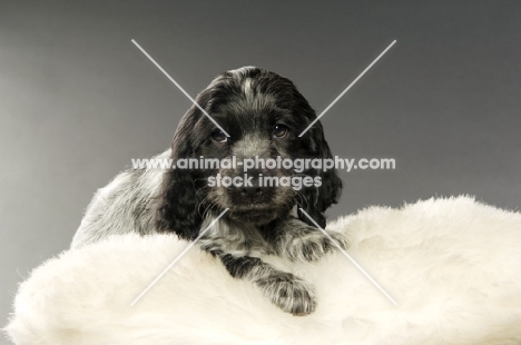 english cocker spaniel puppy on a grey background