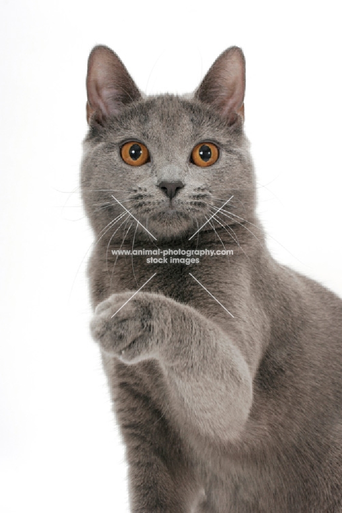 female Chartreux cat, one leg up