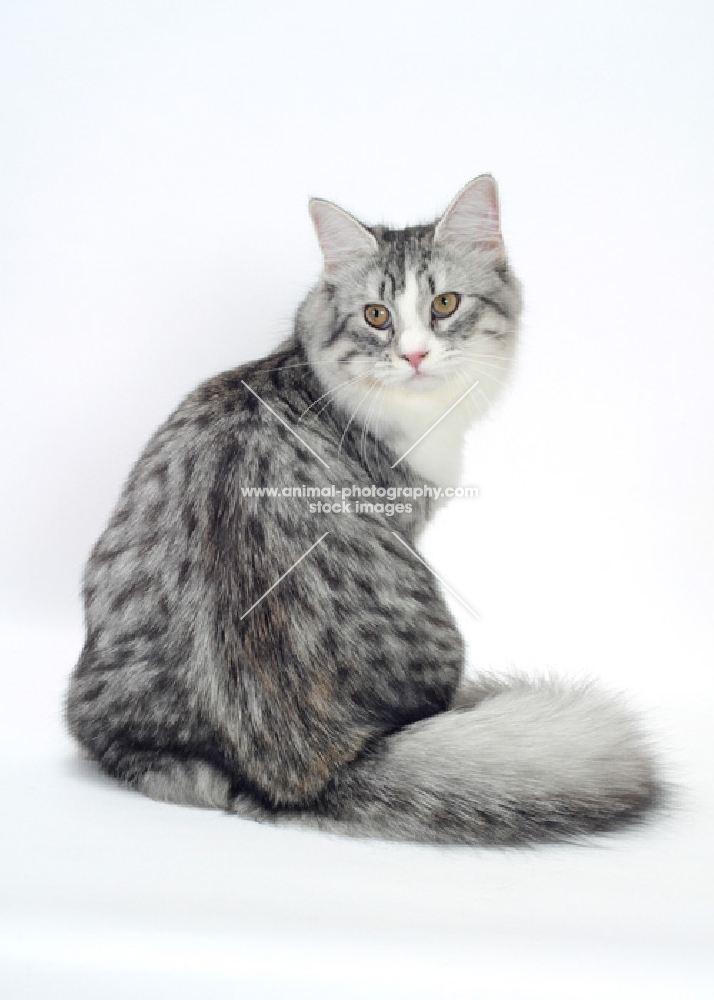 Silver Mackerel Tabby & White Siberian, back view