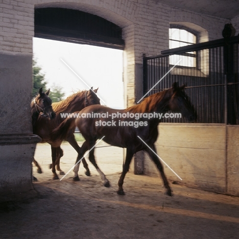group of Marbach colts entering stable at marbach,