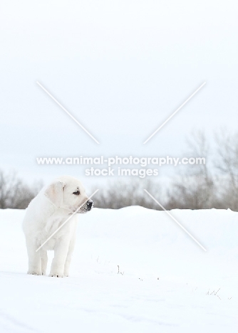Labrador puppy in snow