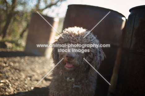 Lagotto Romagnolo standing in front of rusty barrels