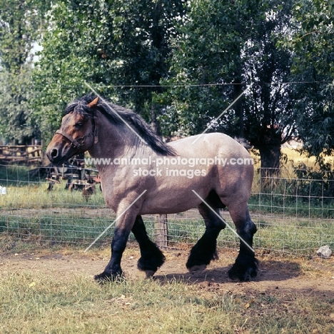 Belgian heavy horse walking round territory, Jupiter de St Trond 