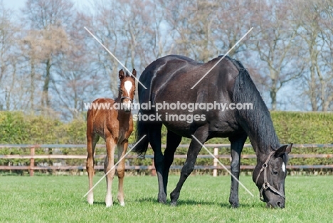 two thoroughbreds in green field, foal with mare grazing