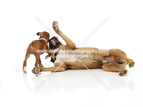Boxer puppy playing with adult