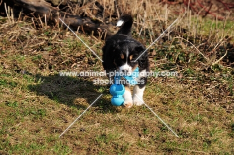 Mini Aussie puppy retrieving toy