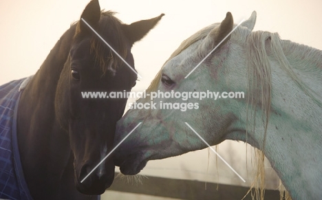 Andalusians touching noses.