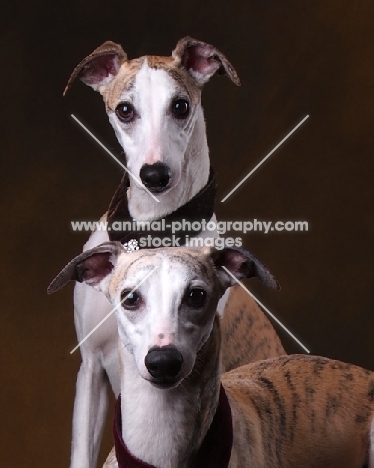 Whippets portrait