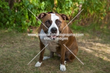 American Staffordshire Terrier sitting on grass