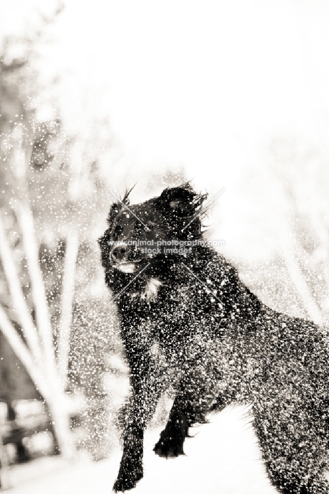 Black dog leaping through snow