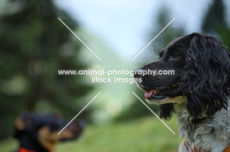 black and white english springer spaniel and mongrel dog in a mountain landscape