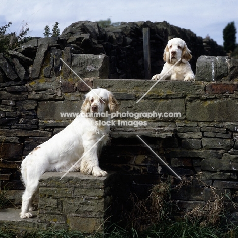 sh ch raycroft sue elle and her puppy, clumber spaniel and pup