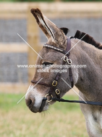 Donkey wearing bridle, profile