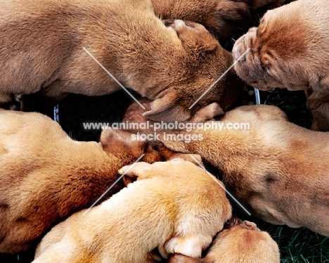 Dogue de Bordeaux puppies eating together