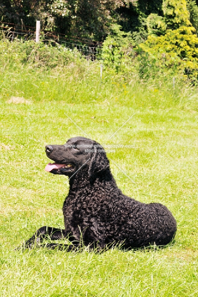 curly coated retriever lying on grass