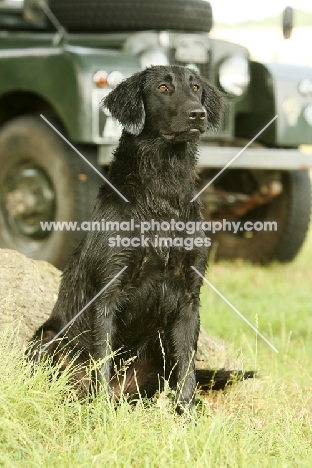 Flatcoated Retriever