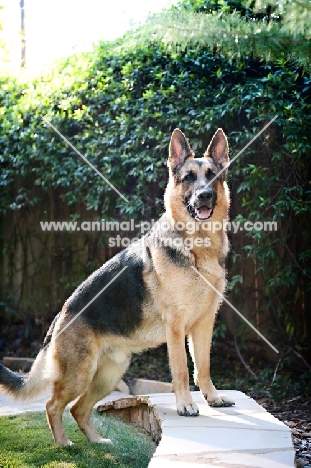 German shepherd with paws on ledge