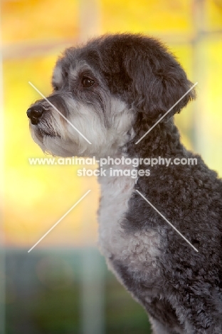 Schnoodle (Schnauzer cross Poodle)