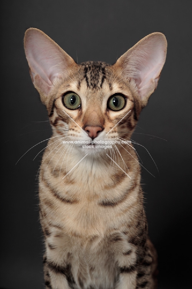 Serengeti cat front view, brown spotted tabby colour