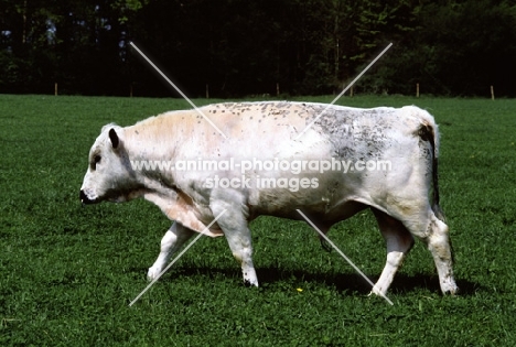 british white bull walking in field