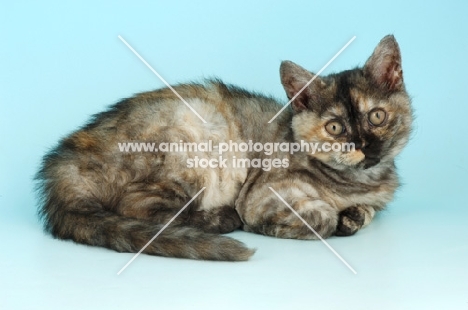 blue tortie selkirk rex kitten, lying down