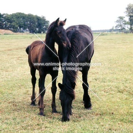 Friesian grazing whilst foal looks on