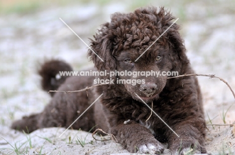 brown Wetterhound puppy