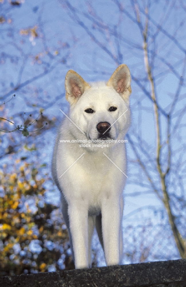 white Akita Inu