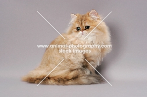 Chinchilla Golden Persian, sitting down