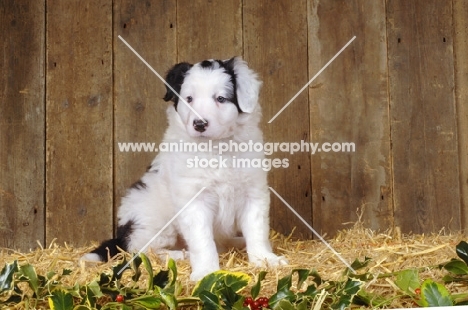 cute Border Collie puppy in barn