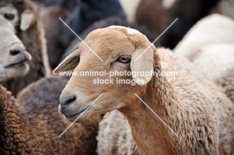 Nguni sheep