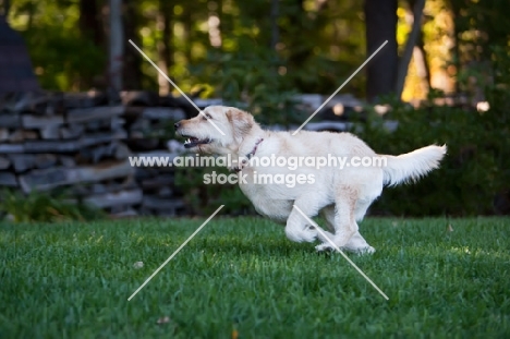 Goldendoodle running on grass