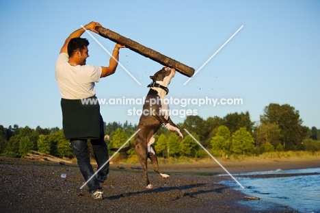American Staffordshire Terrier trying to grab log