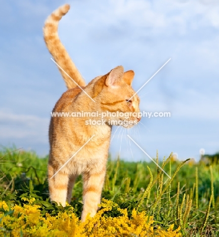 non pedigree cat in summery field