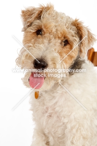 wire Fox Terrier portrait