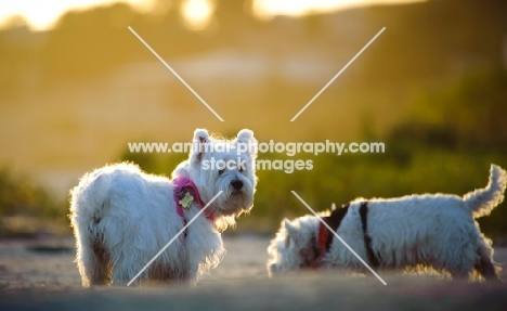 West Highland White Terriers in sunset