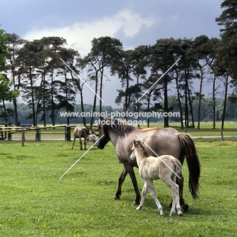 Dulmen mare with her foal 