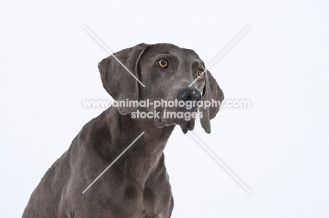 Weimaraner portrait